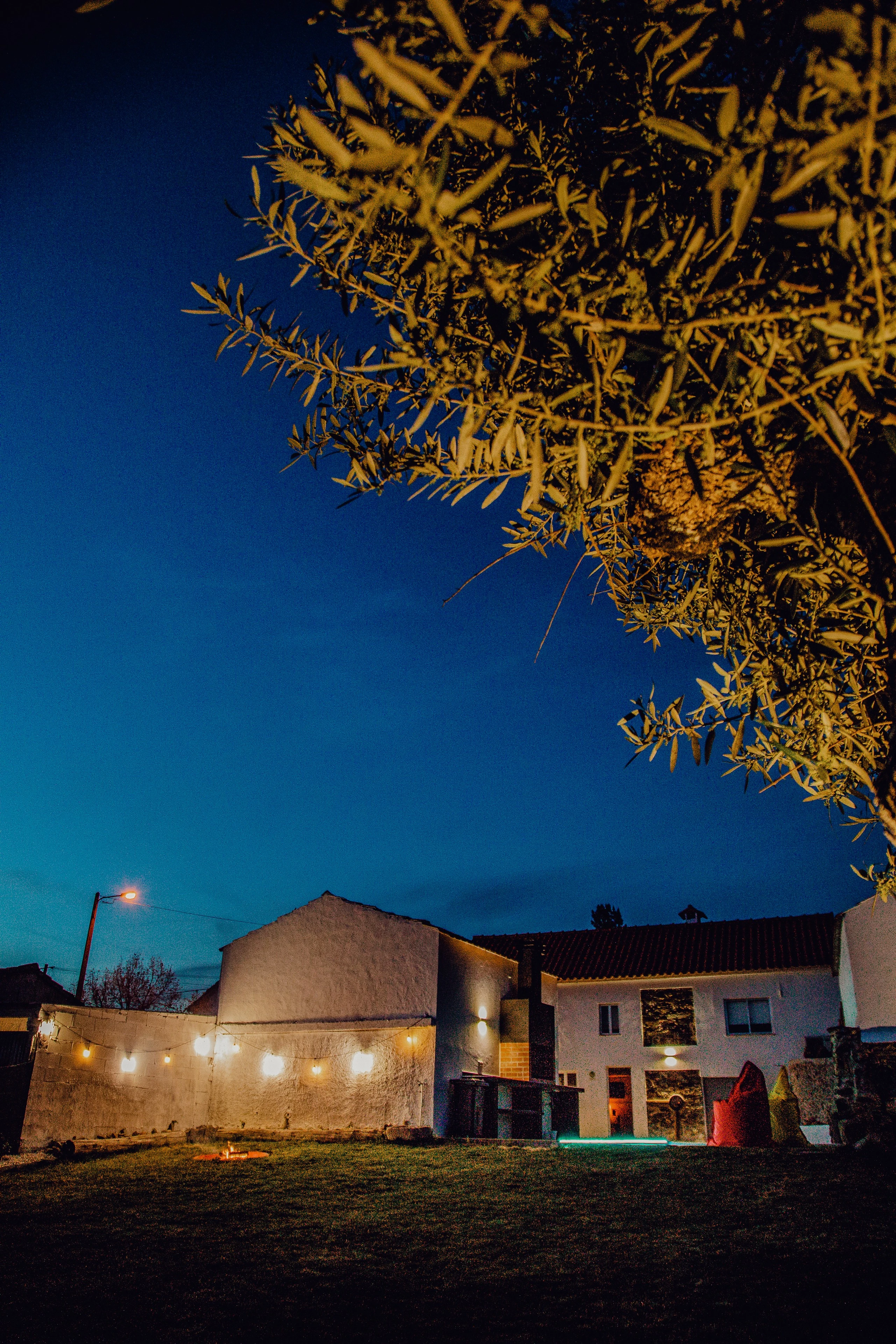 Caminho entre oliveiras