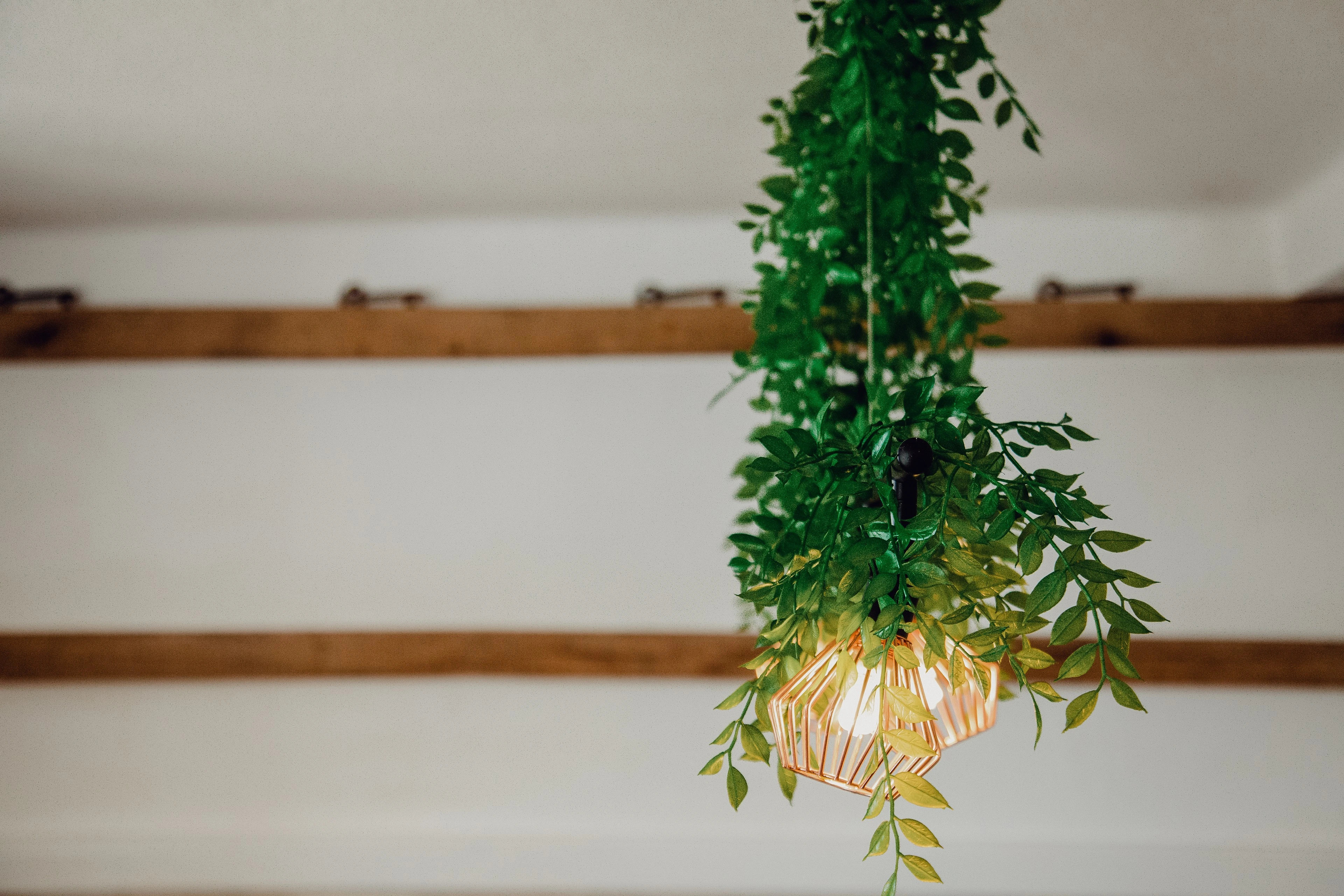 Nascer do sol na propriedade