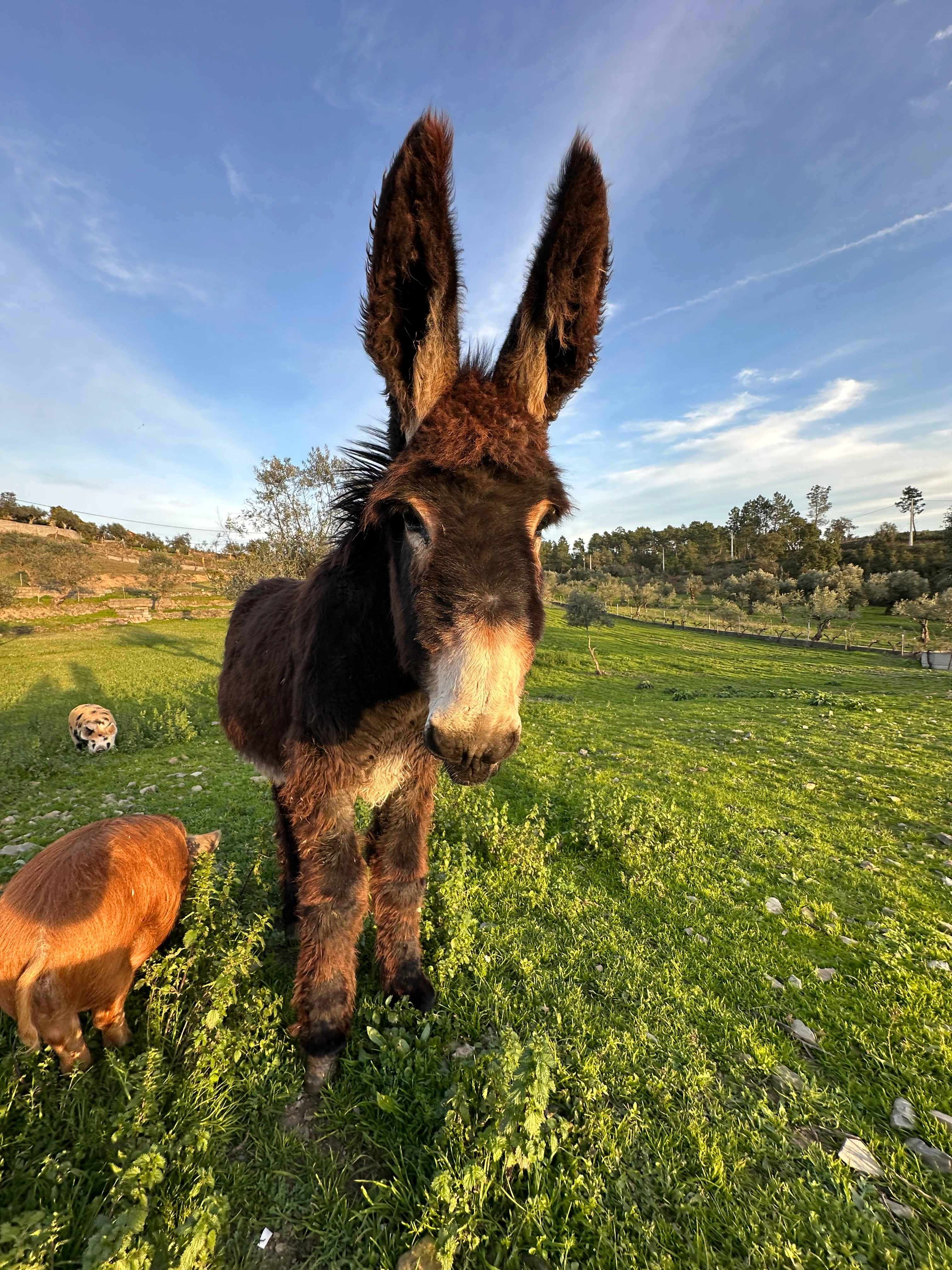Nascer do sol na propriedade